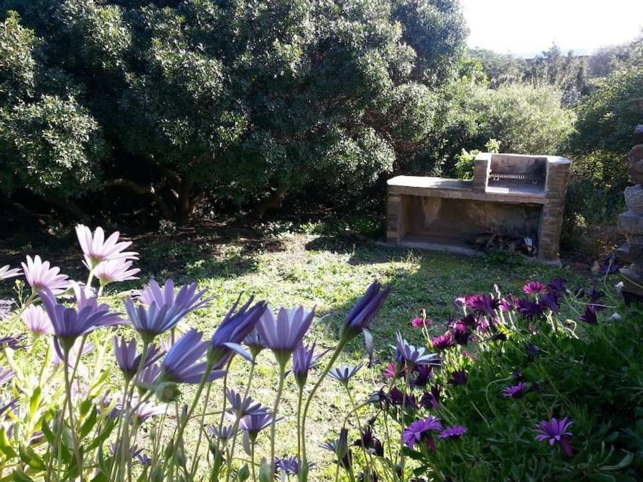 L' Elicriso, A Pochi Passi Dal Mare Con Giardino Privato - The Elicriso, A Few Meters From The Sea, With Private Garden Διαμέρισμα Stintino Εξωτερικό φωτογραφία