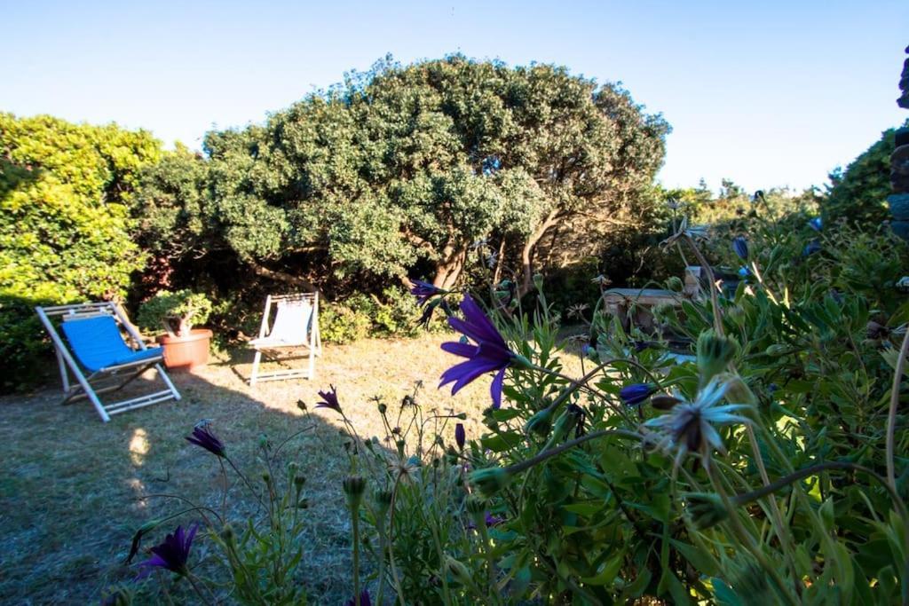 L' Elicriso, A Pochi Passi Dal Mare Con Giardino Privato - The Elicriso, A Few Meters From The Sea, With Private Garden Διαμέρισμα Stintino Εξωτερικό φωτογραφία