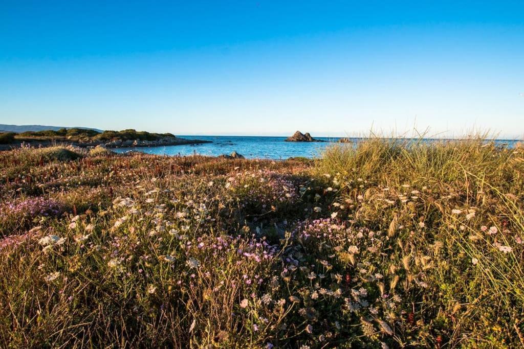 L' Elicriso, A Pochi Passi Dal Mare Con Giardino Privato - The Elicriso, A Few Meters From The Sea, With Private Garden Διαμέρισμα Stintino Εξωτερικό φωτογραφία